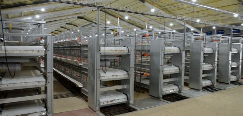華全官網丨保供電，守安全！華全1000千瓦發電機組助力養殖企業高質量發展
